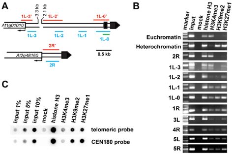 Chromatin Structure Of Arabidopsis Chromosome Termini A Schematic