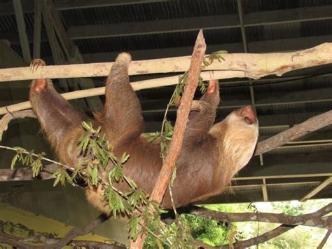 From Panama City Monkey Island And Sloth Sanctuary Tour GetYourGuide