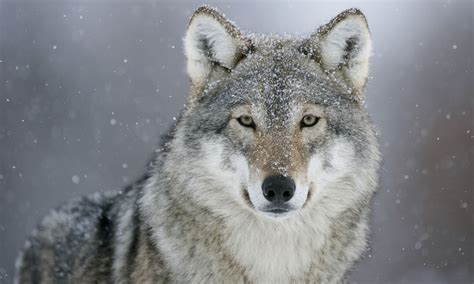 Gray Wolves Wallpapers Wallpaper Cave