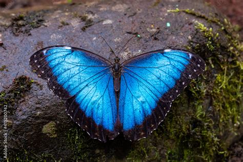 Beautiful close up view of the electric blue morpho butterfly in Costa ...