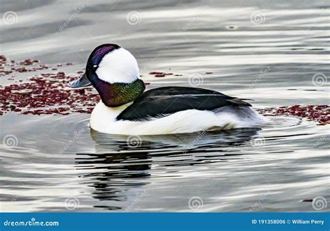 Male Bufflehead Duck Lake Washington Kirkland Washington Stock Photo