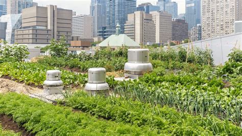 3 Ways Urban Vegetable Gardens Make City Living Healthier