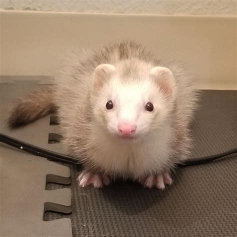 Champagne Ferret