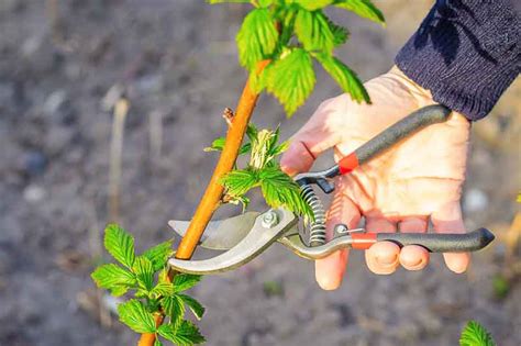 Quand Et Comment Tailler Les Framboisiers Votre Guide Pratique