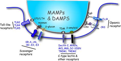 Frontiers Microbial Phagocytic Receptors And Their Potential