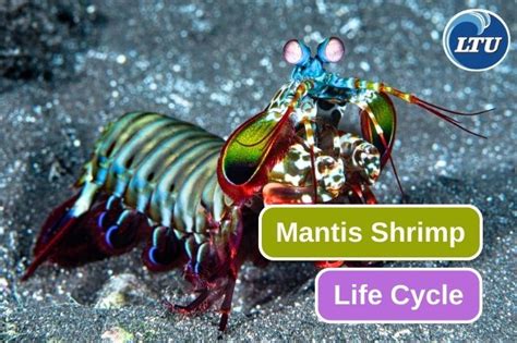 Mantis Shrimp Life Cycle In 7 Stages