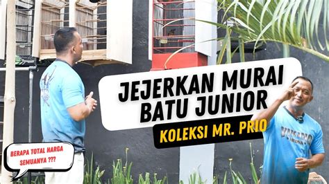 Prio Excellent Pantau Murai Batu Junior Seharga PULUHAN JUTA Di Sore