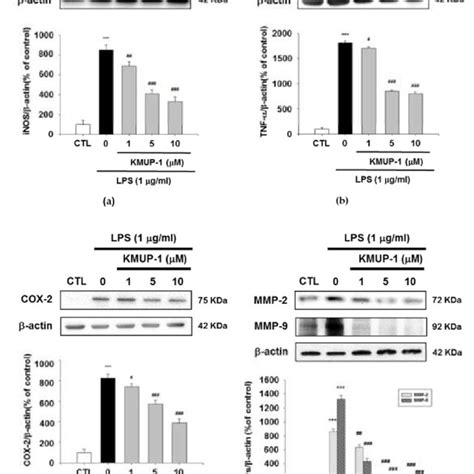 Effects Of Kmup On Inflammatory Cytokines In Lps Induced Raw