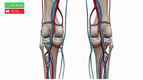 Anatom A Irrigaci N De La Rodilla Youtube