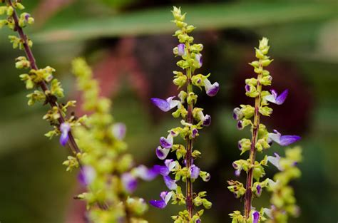 Solenostemon Scutellarioides