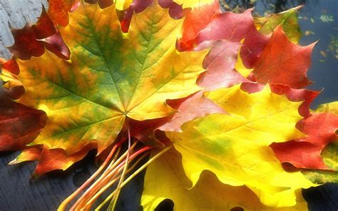 Fond d écran jaune arbre l automne érable couleurs plante