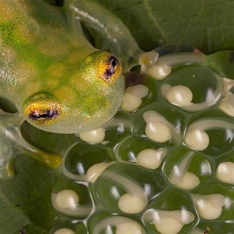 Glass Frog Eggs