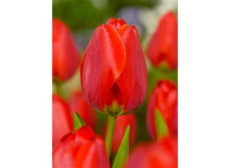 Buy Tulips APELDOORN flower bulbs online | BULBi.nl