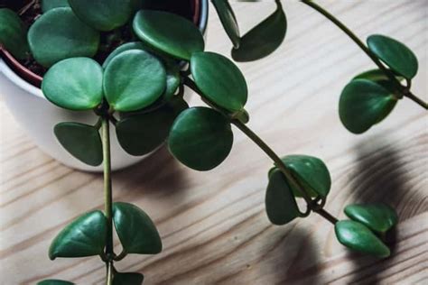 Peperomia Hope Care 5 Must Know Plant Tips 2023