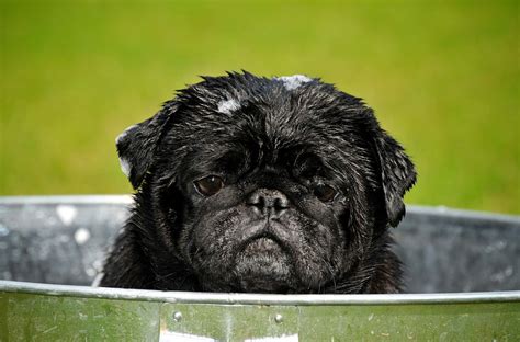 Download Pug Pictures