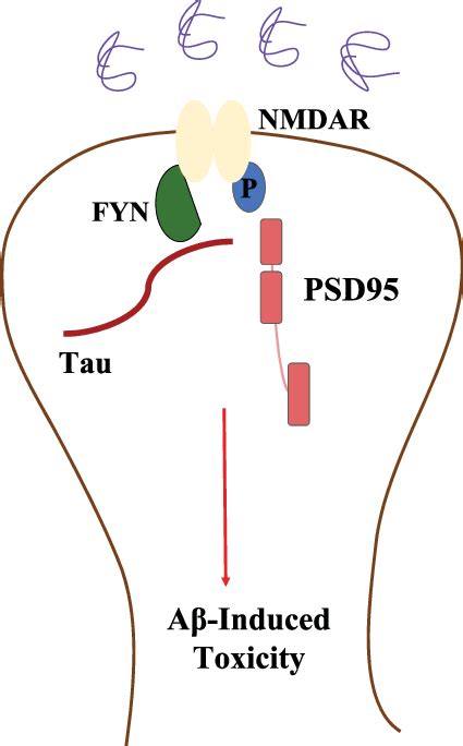 A Schematic Representation Of Tau Influenced A Toxicity By Enhancing