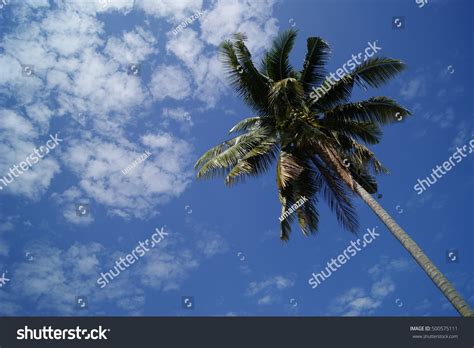 Coconut Tree Blue Sky Background Stock Photo 500575111 Shutterstock