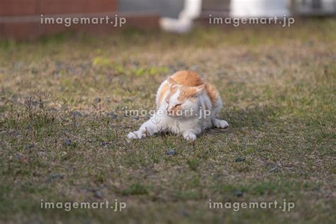 寝ころがる猫 茶トラ白の写真素材 234884705 イメージマート