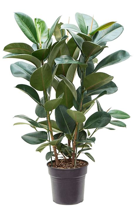 Ficus Robusta Usine De Caoutchouc Cm Acheter