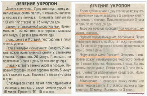 Лечение укропом | Целебные травы, Лечение, Фитотерапия