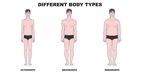 Different Body Types | Are You An Ectomorph, Endomorph, or Mesomorph?