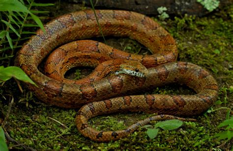 Cornsnake Pantherophis Guttatus June 12th 2021 8 00AM H Flickr