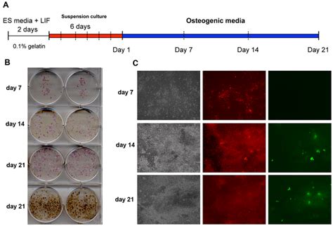 Evaluation Of Osteogenic Differentiation Of Escs Derived Through Eb