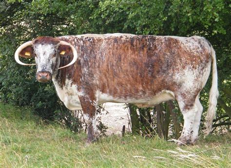 English Longhorn The English Longhorn Is An Ancient Breed Flickr