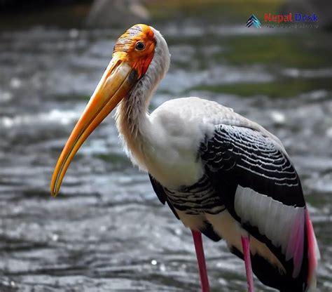 Painted Stork: Splendid Brushstrokes in the Sky | Nepal Desk