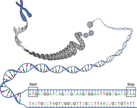 Finding Genes Learn Science At Scitable