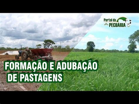 Formação e adubação de pastagens YouTube