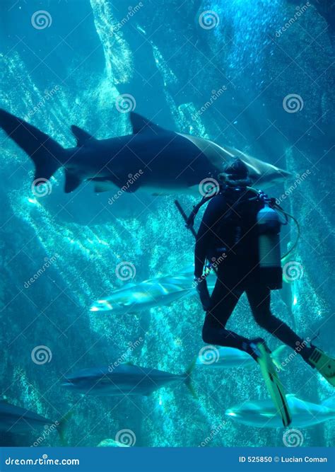 Scuba diver and shark stock photo. Image of fish, bubbles - 525850