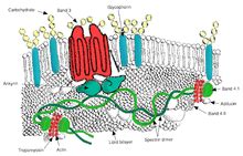 Red blood cell - Wikipedia