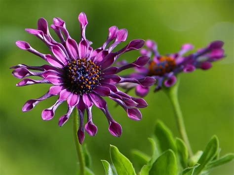 Fiori Resistenti Al Sole Da Coltivare In Pieno Sole Il Verde