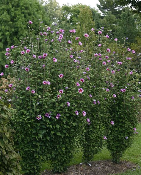 Purple Pillar Rose Of Sharon Hibiscus Syriacus Pot Size Plant Etsy