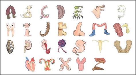 Anatomy Alphabet Anatomybox Alphabet Anatomy Typography