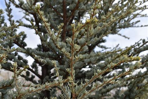 Horstmann Blue Atlas Cedar