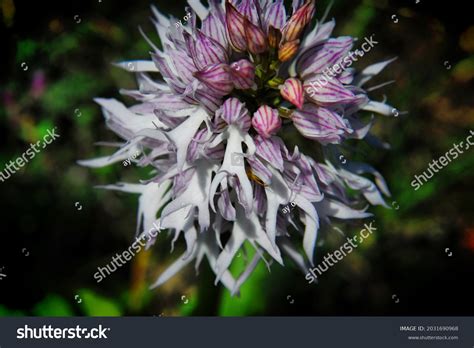 Naked Man Orchid Cyprus Stock Photo Shutterstock