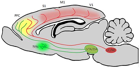 Ventral Tegmental Area And LC Neurons Have Distinct Targets But Their