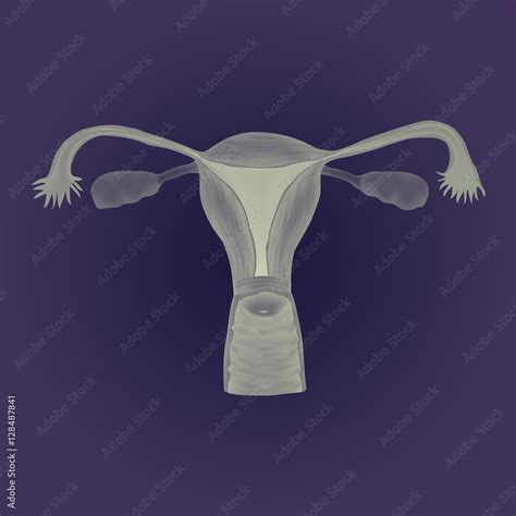 Human Realistic Uterus Anatomy Illustration Gray Image Blue