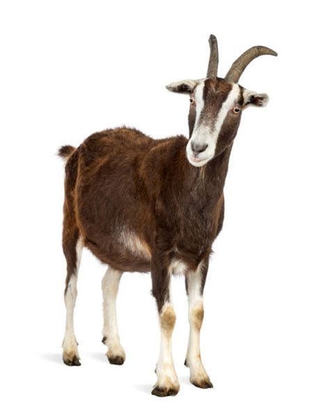 Goat Stock Photos Pictures And Royalty Free Images Istock