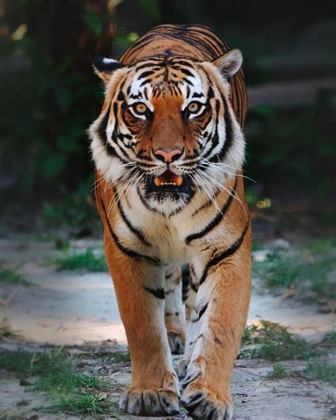 Save The Tiger Now And Ever