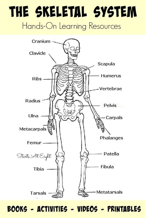 Printable Skeleton To Label Worksheet