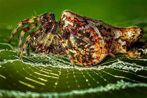 🔥 The patterns on this spiders abdomen : r/NatureIsFuckingLit