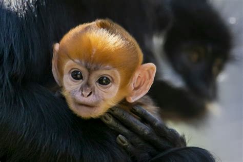 Monyet Spesies Langka Lahir Di Australia Medcomid