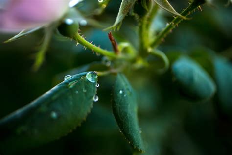 Free Images Tree Water Nature Branch Dew Leaf Flower Green