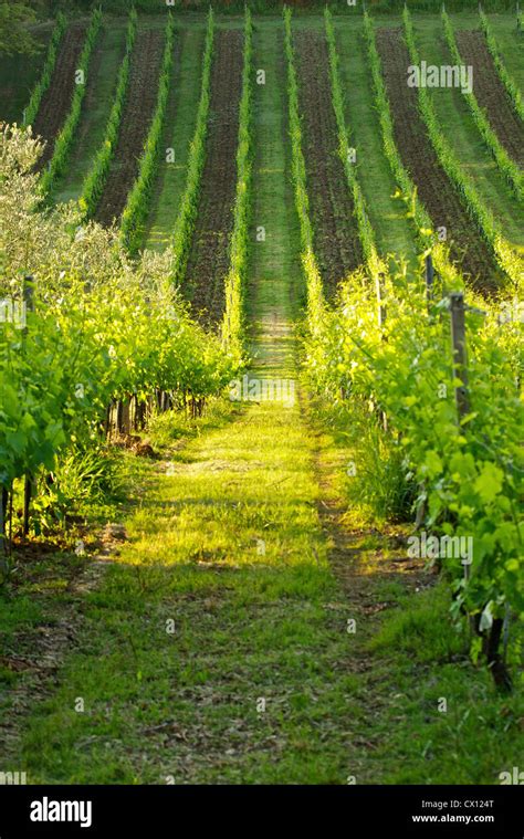 Vineyard in Tuscany, Italy Stock Photo - Alamy