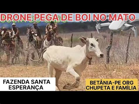 Drone Pega De Boi No Mato Fazenda Santa Esperan A Bet Nia Pe Org