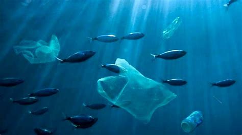 Approvata Risoluzione Contro L Inquinamento Marino Da Plastica