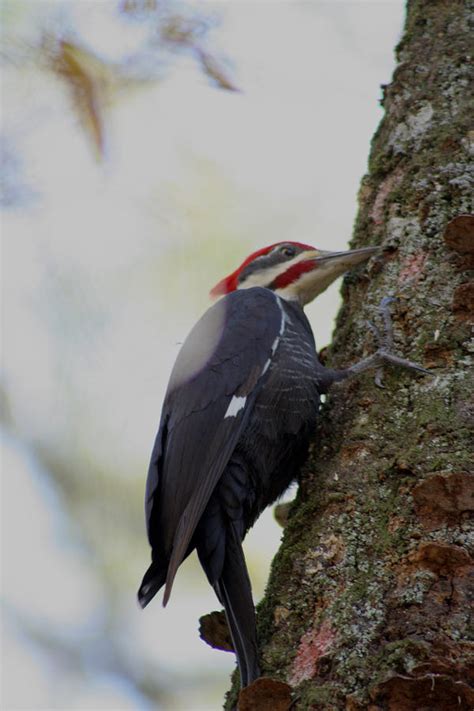 Tree Hugger Photograph By Sean Green Fine Art America